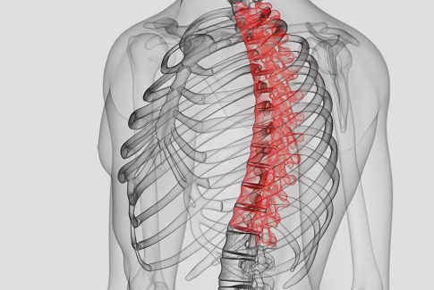 Dibujo 3D de la columna vertebral